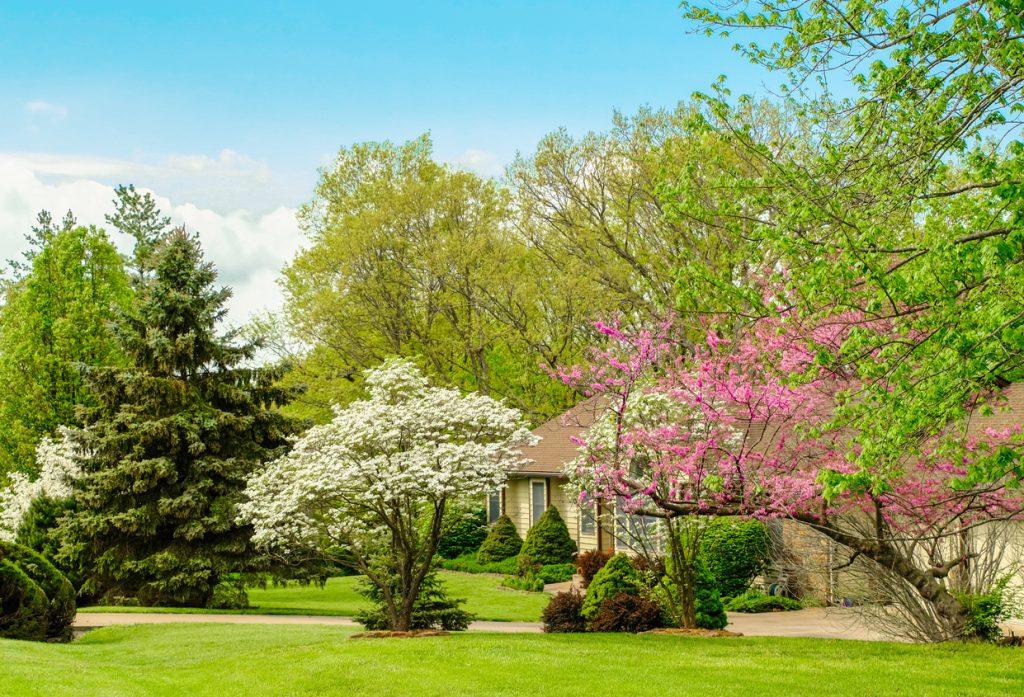 Residential lawn - front yard with blossoming trees