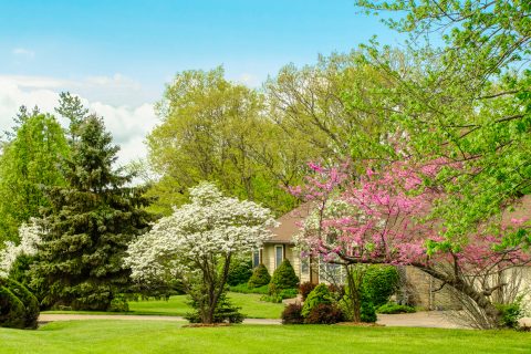 Residential lawn - front yard with blossoming trees