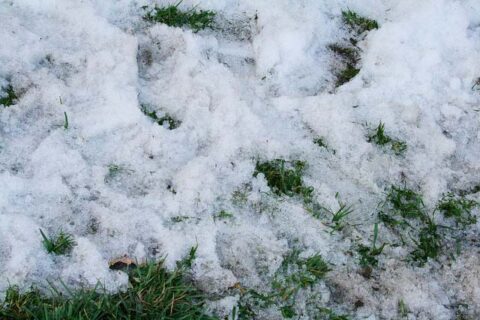 Snow on Grass