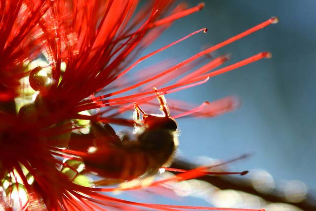 Bee on flower