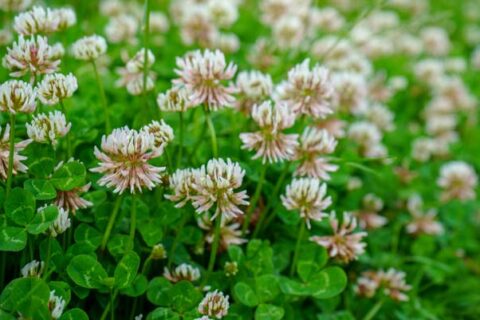 Clover in backyard