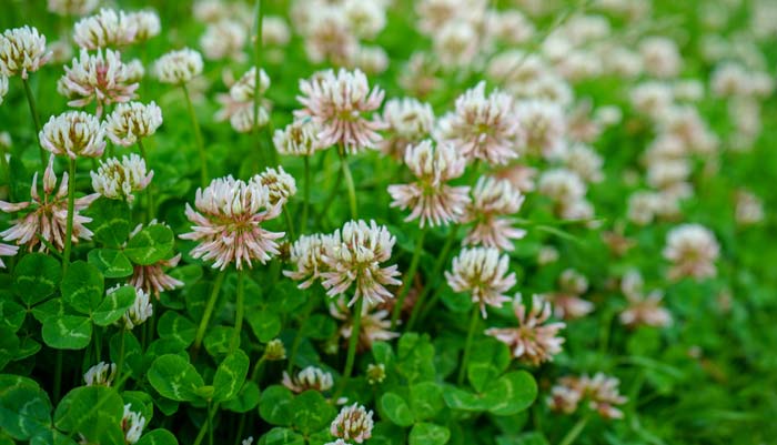 Clover in backyard