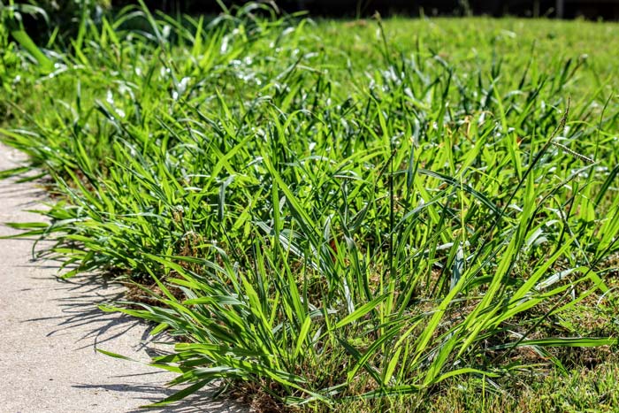 Image of crabgrass growing in lawn alongside cement