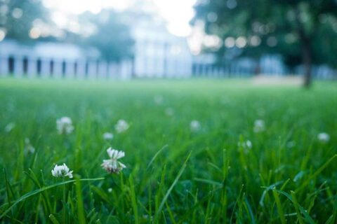 Close up view of lawn