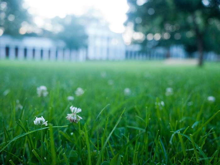 Close up view of lawn