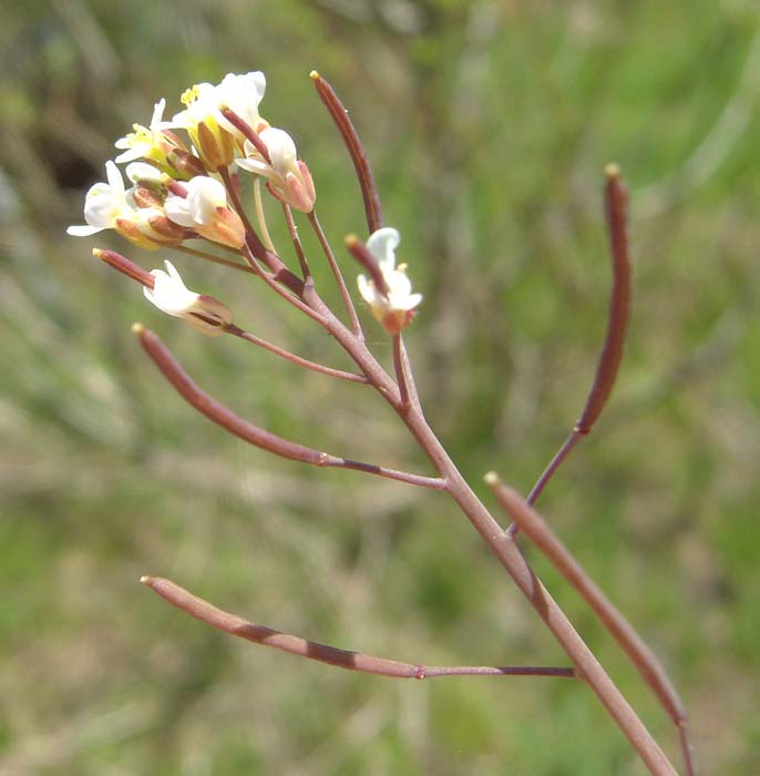 Hairy Bittercress