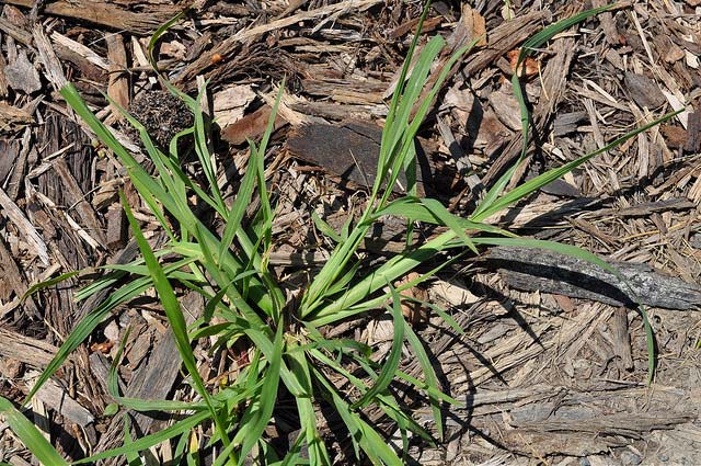 Large Crabgrass NY State