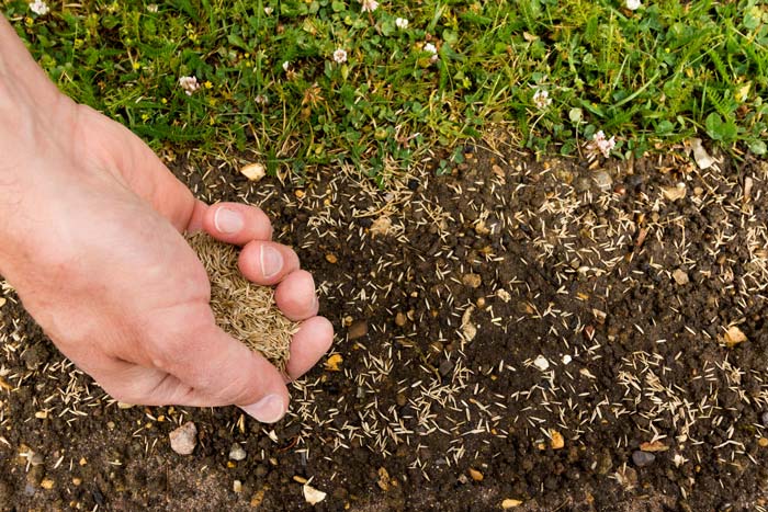 When is the best and worst time to seed your lawn?