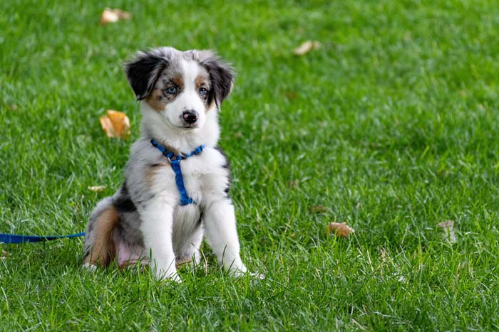 Cute dog playing in the backyard