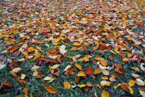 leaves on the ground