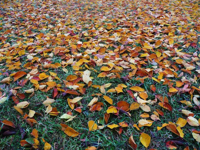 leaves on the ground