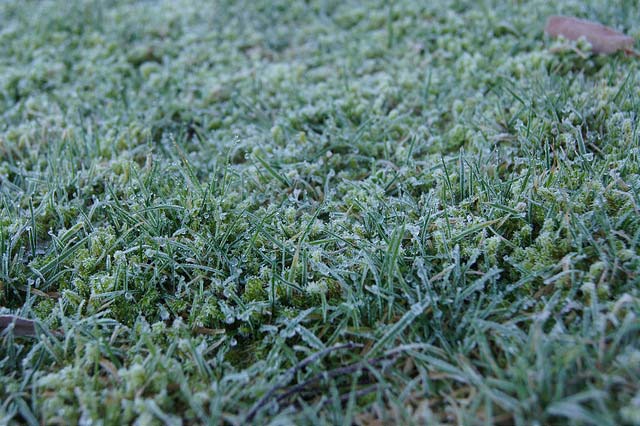 Grass in lawn