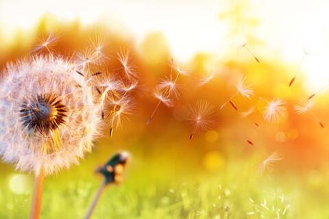 blowball In Field At Sunset