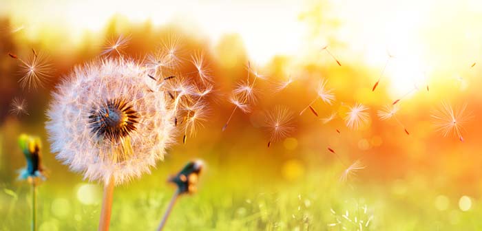 blowball In Field At Sunset