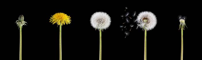 Life cycle of a dandelion