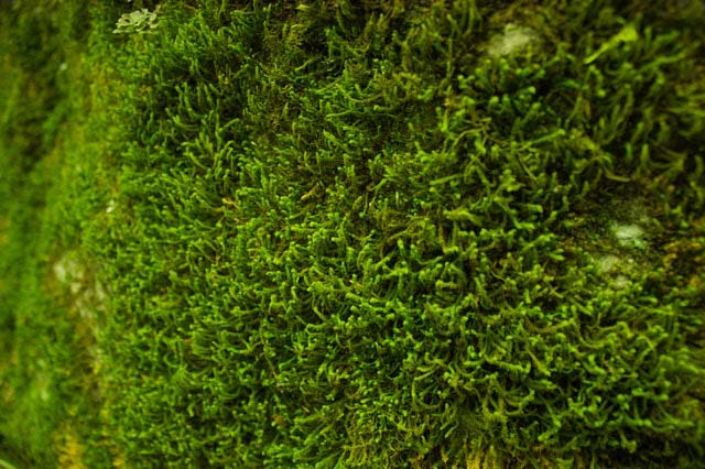 How moss makes better soil and helps combat climate change