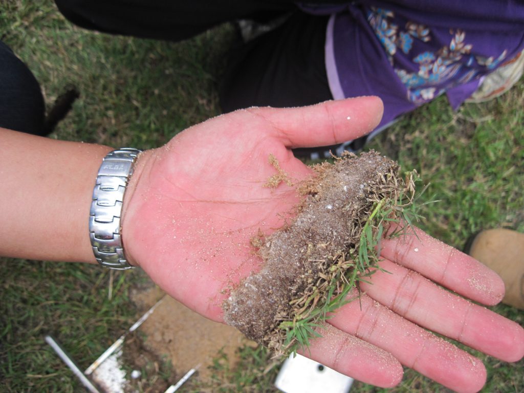 Picture of thatch in lawn