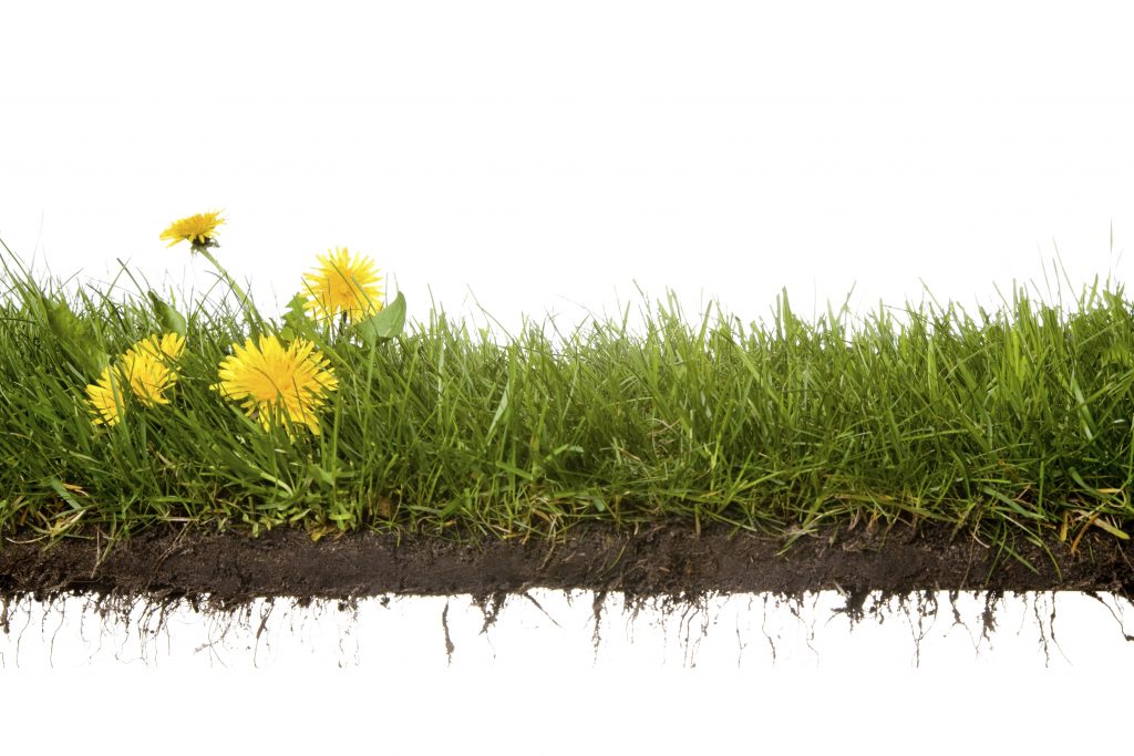 Dandelions in grass and soil