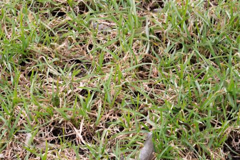 Red thread on turf