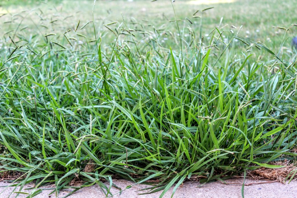 Crabgrass growing alongside concrete