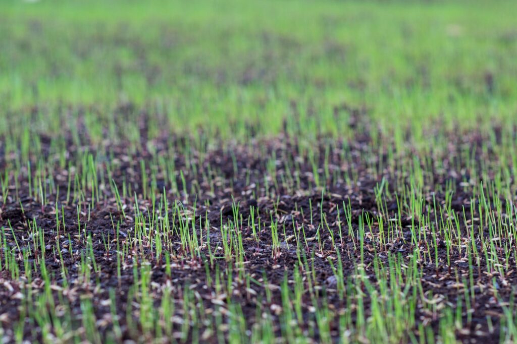 Germinating grass seed